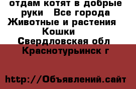 отдам котят в добрые руки - Все города Животные и растения » Кошки   . Свердловская обл.,Краснотурьинск г.